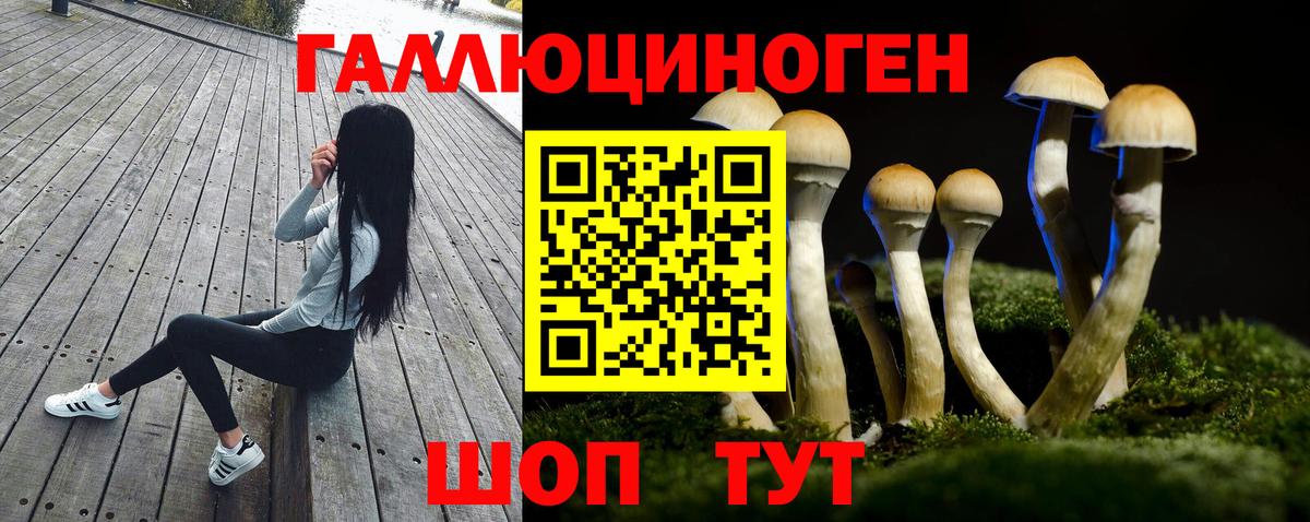 Псилоцибиновые грибы Psilocybine cubensis Светлоград